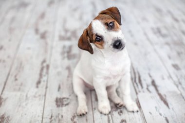 Ahşap katta oturan köpek. Köpek yavrusu jack russell terrier arıyorum