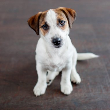Köpek yerde oturuyor. Evcil hayvan..