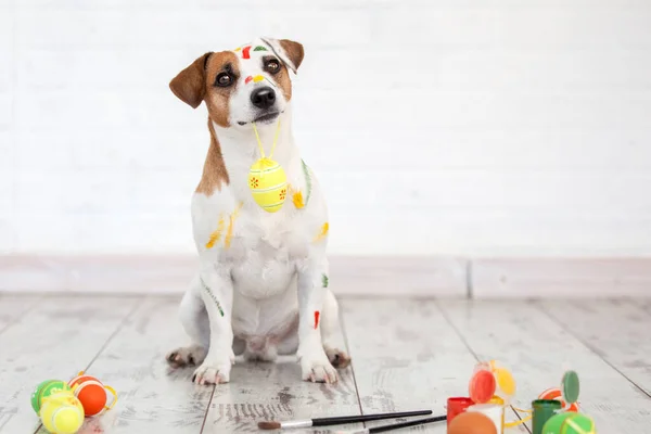 Dog with painted Easter eggs. One pet at home