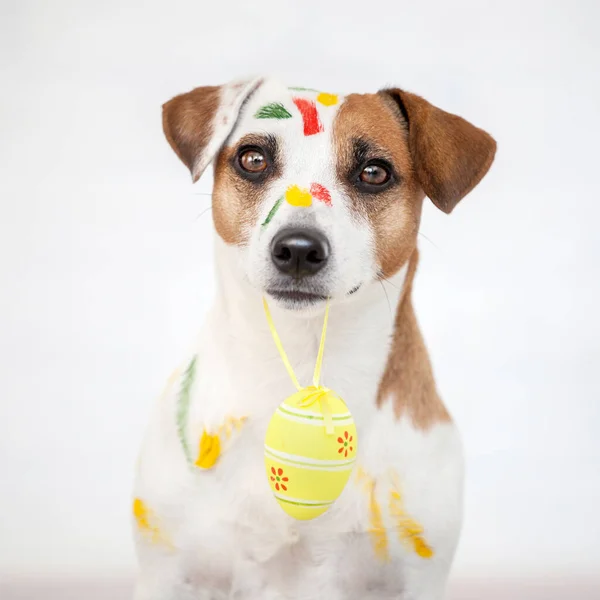 Собака Пофарбованими Великодніми Яйцями Одна Домашня Тварина — стокове фото