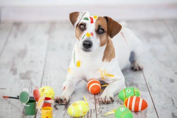 Dog Painted Easter Eggs One Pet Home — Stock Photo, Image