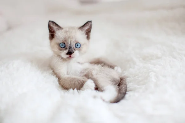 Γατάκι Λευκή Πλεκτή Κουβέρτα Μια Μικρή Γάτα Στο Σπίτι — Φωτογραφία Αρχείου