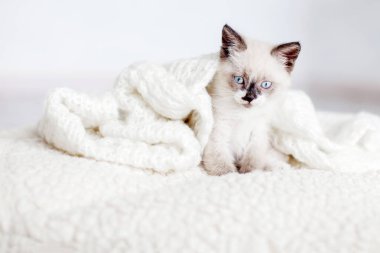 Beyaz örgü ören kedi yavrusu. Evde mavi gözlü küçük bir kedi