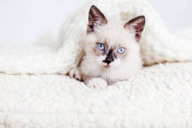 Gri örgü ören kedi yavrusu. Evde mavi gözlü küçük bir kedi