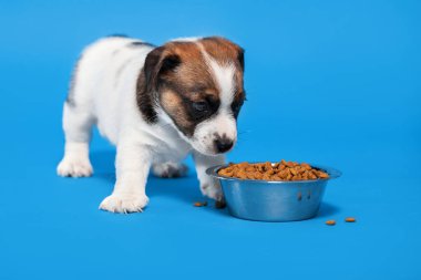 Yavru köpek bir kaseden köpek maması yiyor. Küçük köpek yiyen stüdyo çekimi.