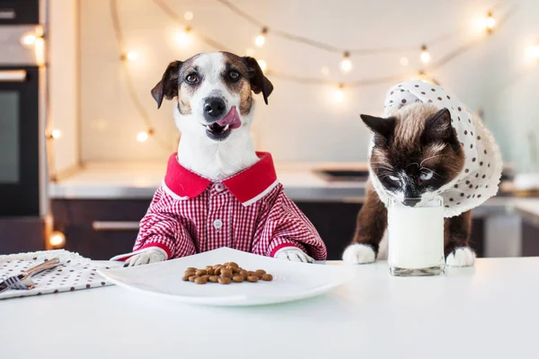 Dag Cat Evde Yemek Yiyorlar Evcil Hayvanlar Insan Gibi Yiyor — Stok fotoğraf