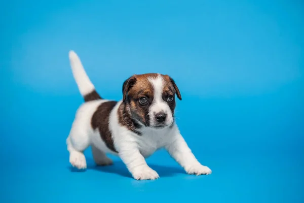 Kleiner Welpe Auf Blauem Hintergrund Junger Hund Erschossen — Stockfoto