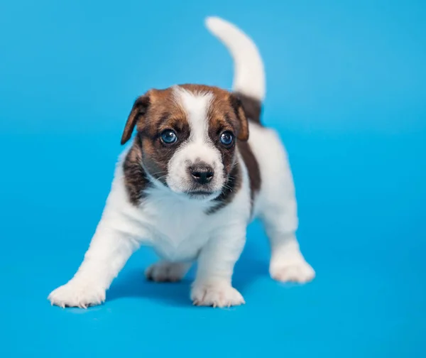 Kleiner Welpe Auf Blauem Hintergrund Junger Hund Erschossen — Stockfoto