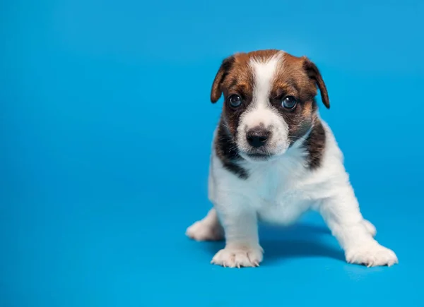 Little Puppy Blue Background Young Dog Studio Shot — Stock Photo, Image