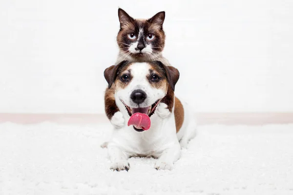 Beyaz Arka Planda Kameraya Bakan Kedi Köpeğin Sevimli Portresi Kedi — Stok fotoğraf