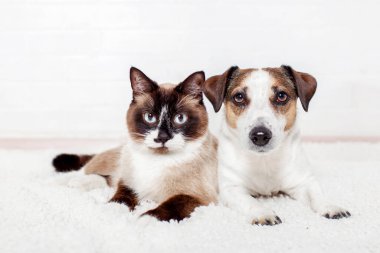 Evde köpek ve kedi sıcak battaniye üzerinde. Kameraya bakan iki evcil hayvanın portresi. Beyaz köpek ve gri kedi arkadaşlar.