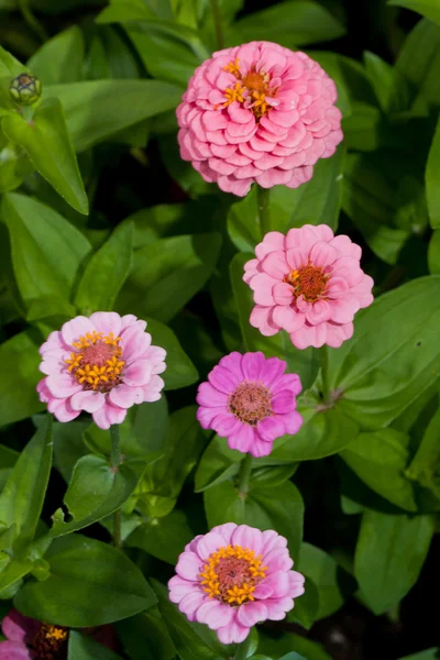 Pink Zinnia flower — Stock Photo, Image