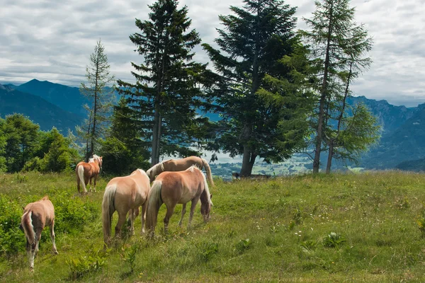 Família de cavalos em Zwolferhorn — Fotografia de Stock