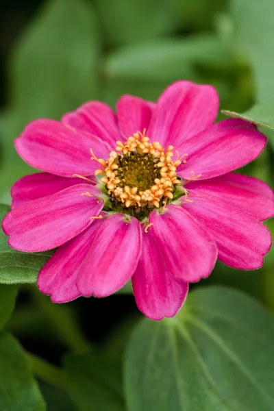 Pink Zinnia blomst - Stock-foto