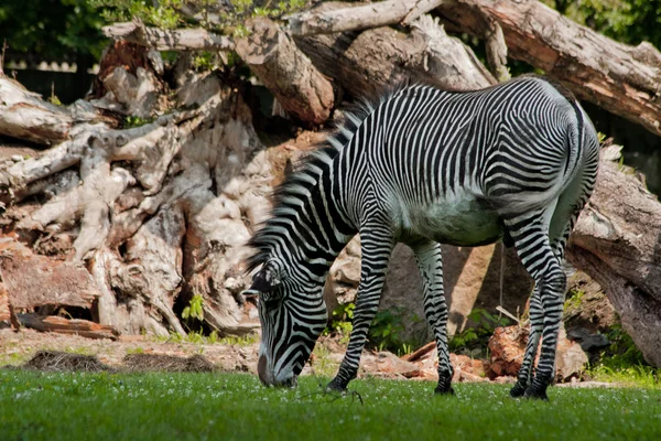 Zebra jedzenia trawy — Zdjęcie stockowe