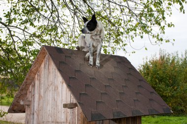 köpek te çatıda oturan
