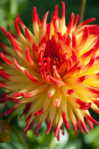 Röd gul dahlia blomma — Stockfoto