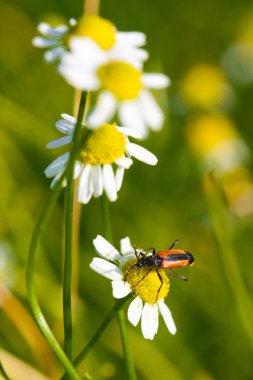 Tarlada papatya çiçekleri