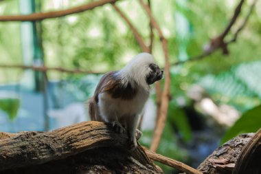 Pamuk-üst tamarins (Saguinus Oedipus)