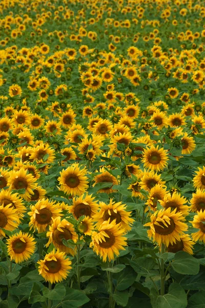 Zonnebloem veld — Stockfoto