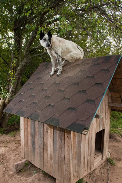 Hund sitzt auf dem Dach — Stockfoto