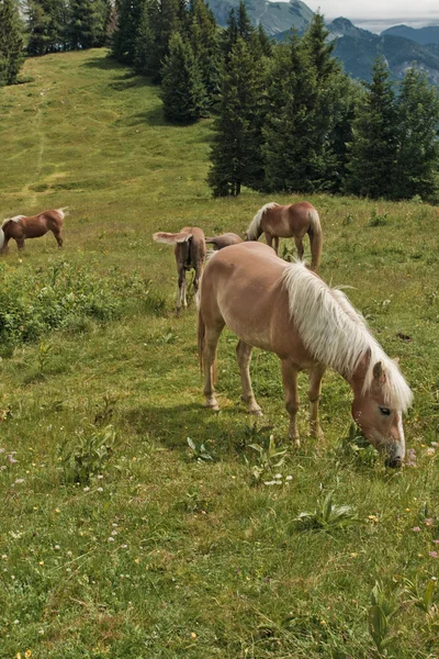 Família de cavalos em Zwolferhorn — Fotografia de Stock