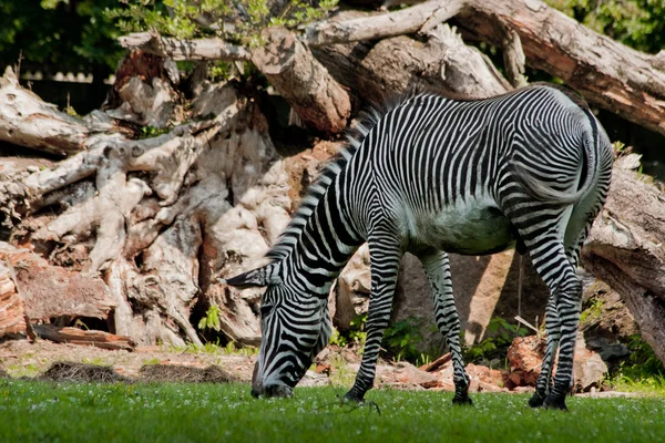 Zebra jedzenia trawy — Zdjęcie stockowe