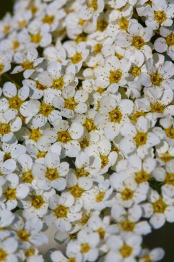 arka plan bir çiçek