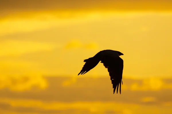 Crow silhoette — Stock Photo, Image