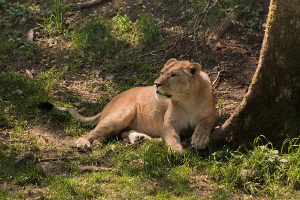 Löwe im Zoo Salzburg — Stockfoto