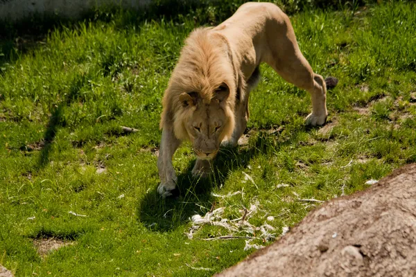 Lion in the salzburg zoo — Stock Photo, Image