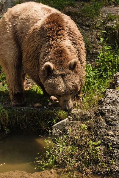 Björn porträtt i salzburg zoo — Stockfoto