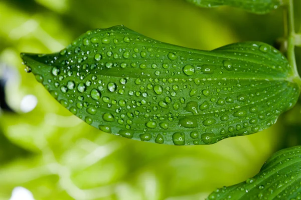 Gocce d'acqua sulla pianta — Foto Stock