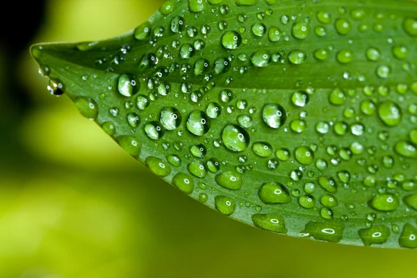 Gocce d'acqua sulla pianta — Foto Stock