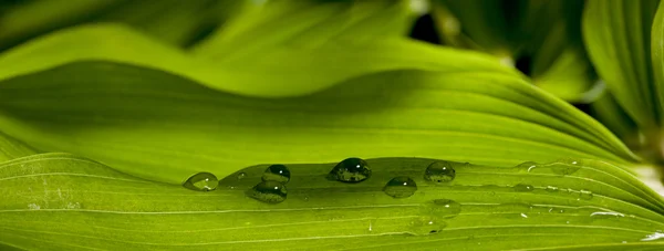 Vattendroppar på växten — Stockfoto