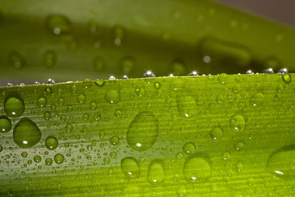 Water drops on plant — Stock Photo, Image