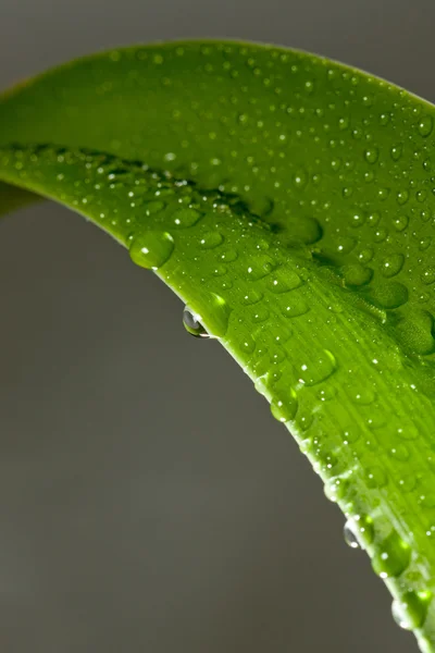 Gocce d'acqua sulla pianta — Foto Stock