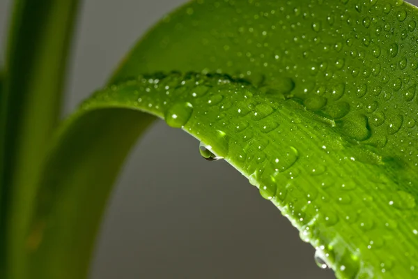 Gotas de agua en planta —  Fotos de Stock