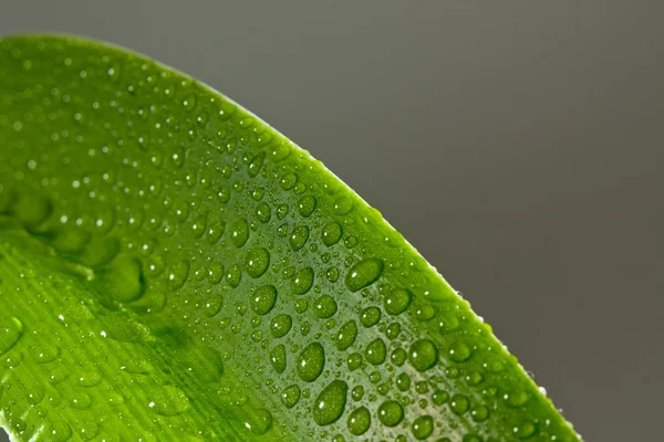 Gotas de agua en planta —  Fotos de Stock