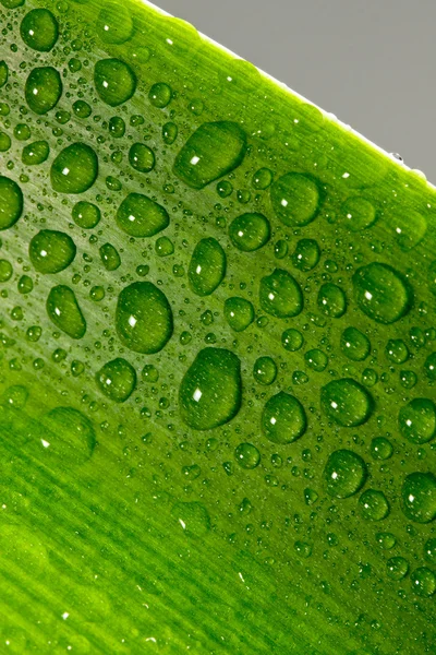 Kapky vody na rostlinu — Stock fotografie