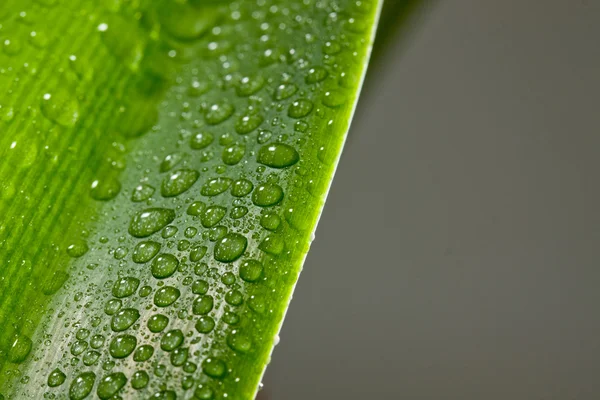 Gocce d'acqua sulla pianta — Foto Stock