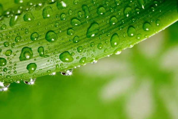 Wassertropfen auf Pflanze — Stockfoto