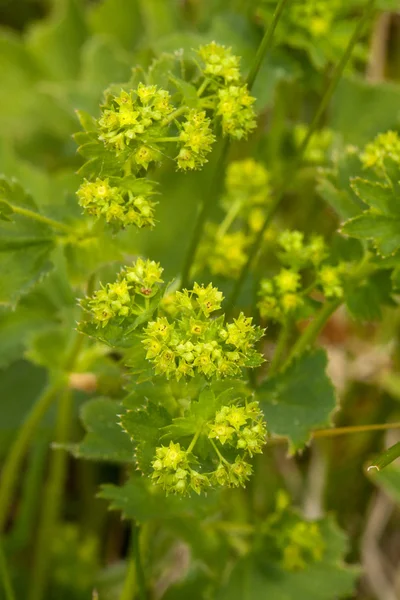 Lady's mantle flower — Stock Photo, Image