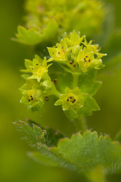 Цветок женской мантии
