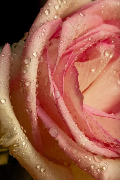 Rose flower macro close up — Stock Photo, Image