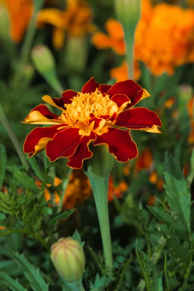 Rote gelbe Ringelblume aus nächster Nähe — Stockfoto