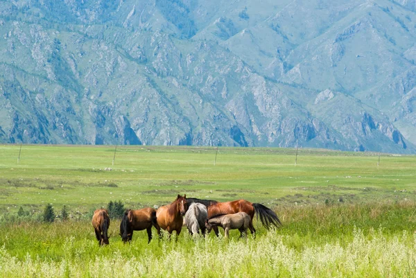 野生の馬山の牧草地に放牧します。 ロイヤリティフリーのストック写真