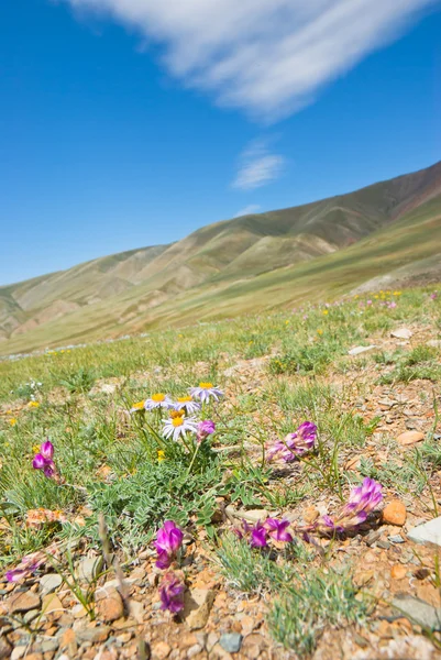 Fleurs de montagne sur la pente du rocher . Photo De Stock