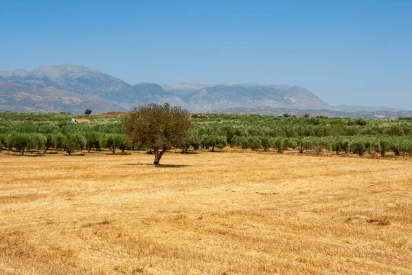 Messara plain. Crete, Greece — Stock Photo, Image