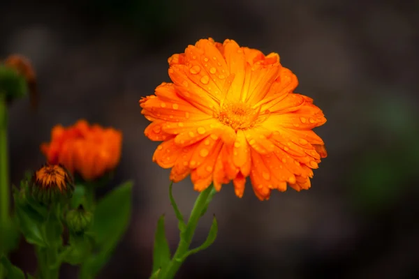 Ringelblume — Stockfoto